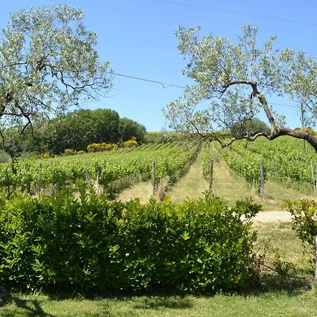 Tenuta Pizzogallo Amelia